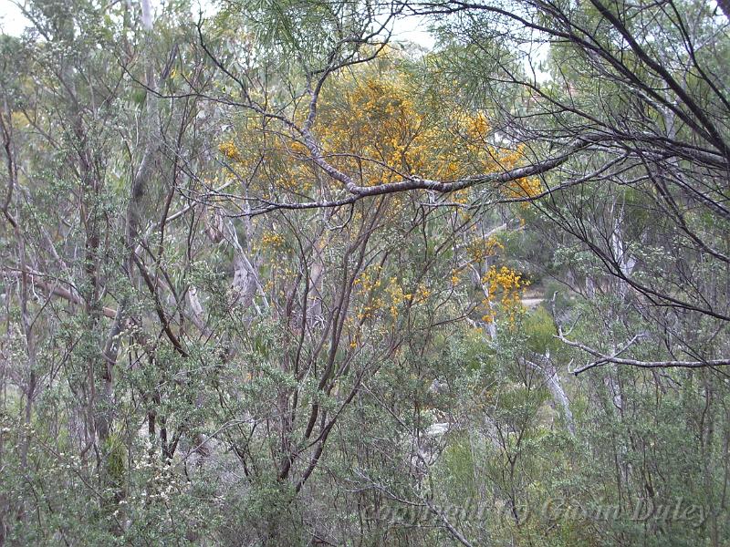 Yellow flowers, Dangar Falls IMGP0737.JPG